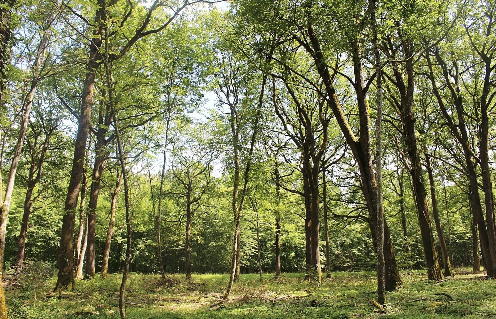 L'homme qui plantait des arbres, Jean Giono