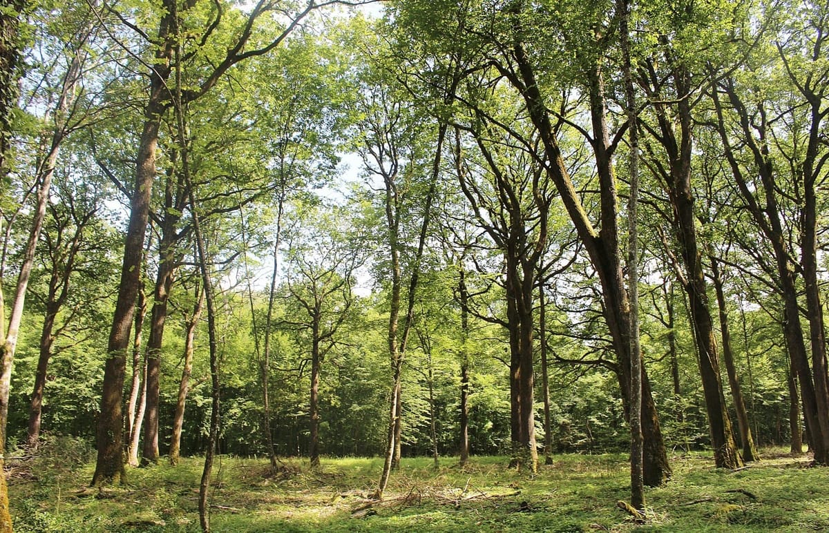 L'homme qui plantait des arbres, Jean Giono