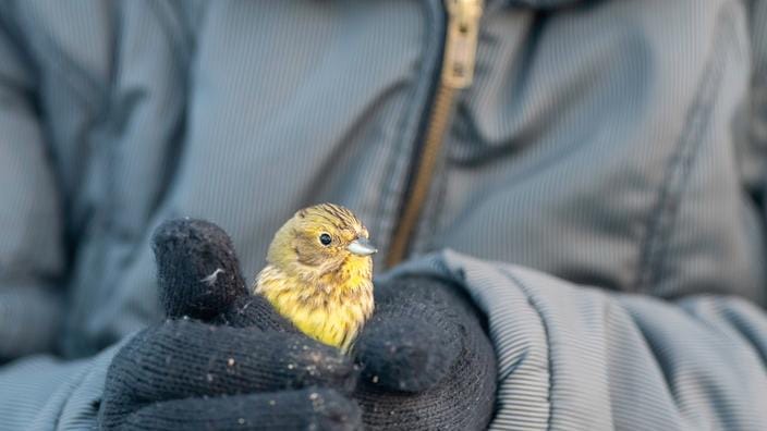 Comment vole un oiseau, Balthazar Tropp