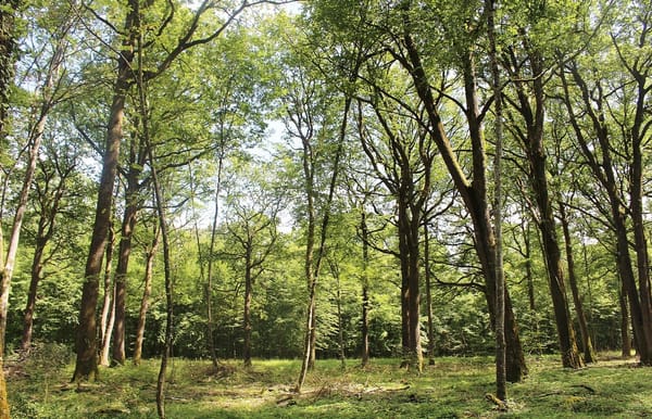 L'homme qui plantait des arbres, Jean Giono