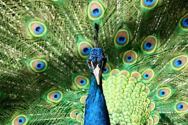 Plumes (Feathers), Raymond Carver